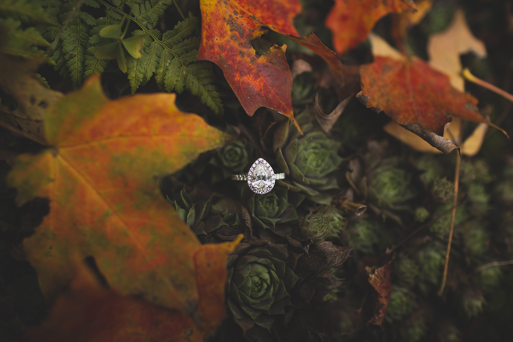 Montreal wedding photographer Studio Baron Photo with engagement ring and succulents